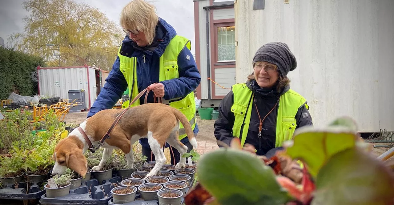 Nya fynd av köttätande mask – stora mängder smittat material redan planterat