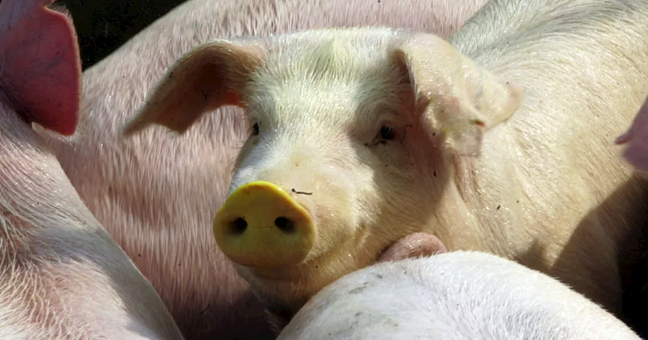 Flight Diverted Over Horrible Stench From 100 Pigs Onboard