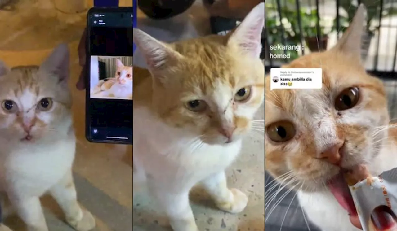 [Video] Wanita Berjaya Jumpa Semula Kucing Lepas Lebih 2 Tahun Hilang Bikin Ramai Sebak