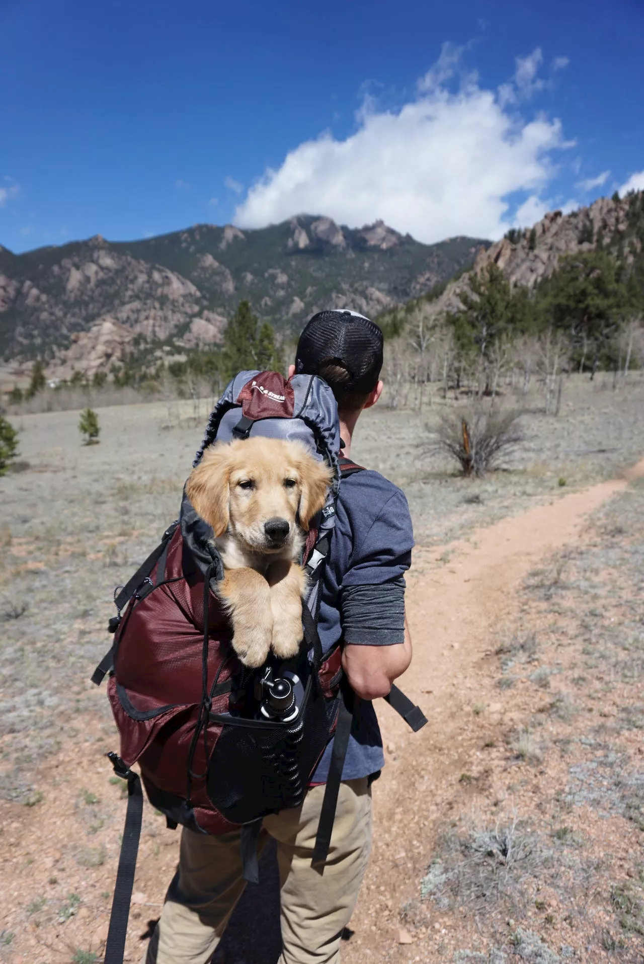 What are the must-have items for your pet during holiday travels?