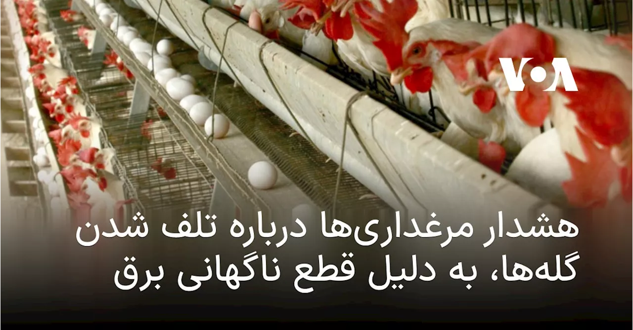 هشدار مرغداری‌ها درباره تلف شدن گله‌ها، به دلیل قطع ناگهانی برق