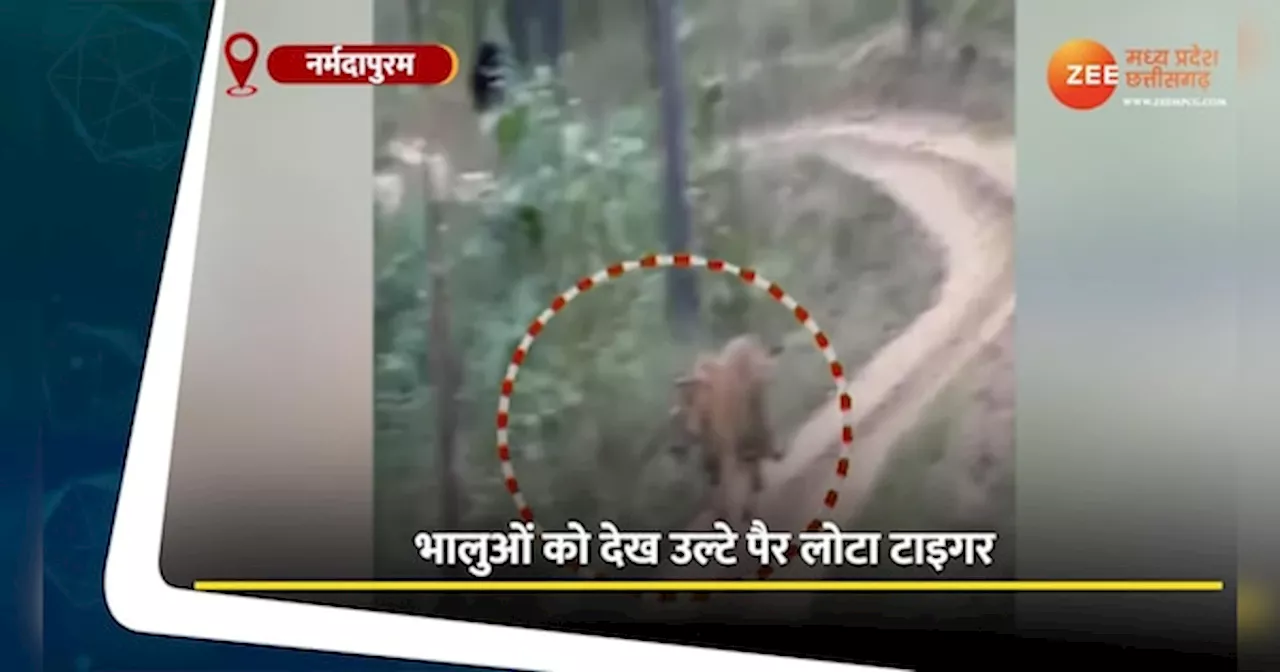 अचानक से टाइगर के सामने आए भालू, Video देख रह जाएंगे हैरान