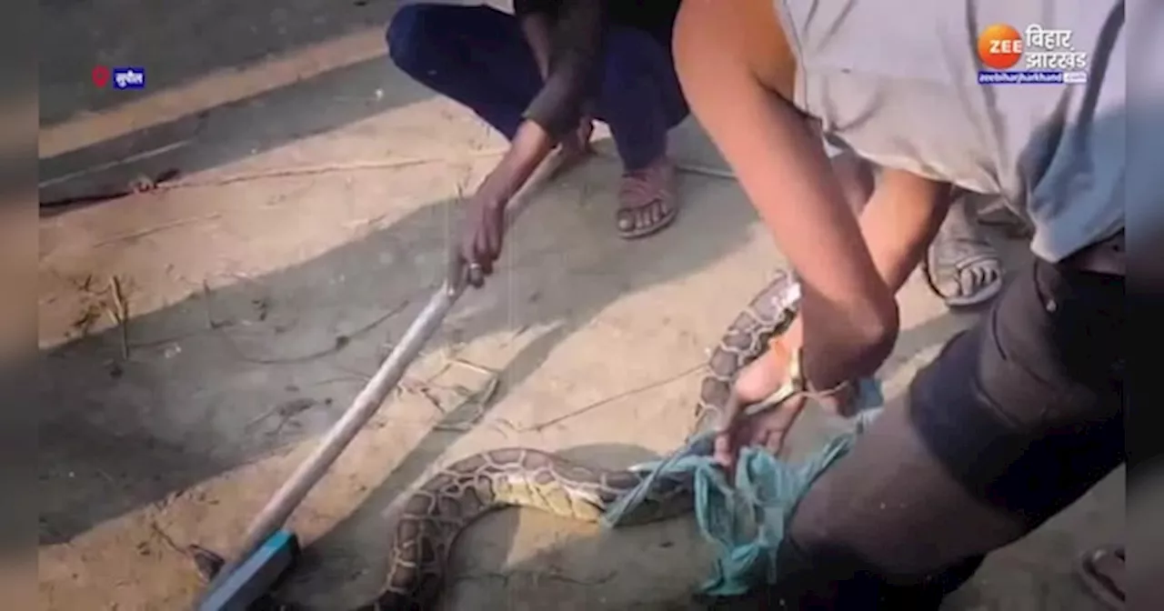 Python Video: सुपौल के रसुआर गांव में मिला 07 फीट लंबा अजगर, ग्रामीणों ने पकड़ा और वन विभाग को सौंपा