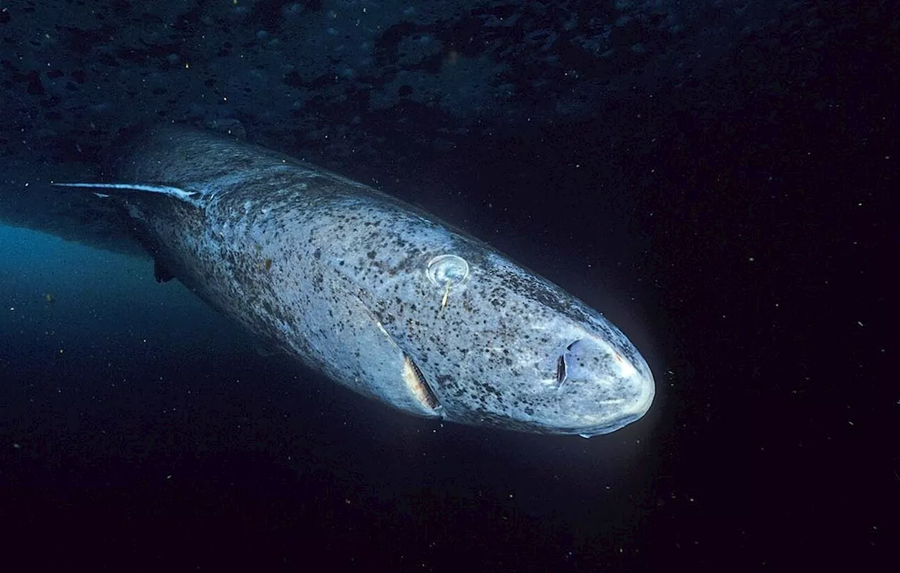 Le secret de la longévité du requin du Groenland enfin révélé ?