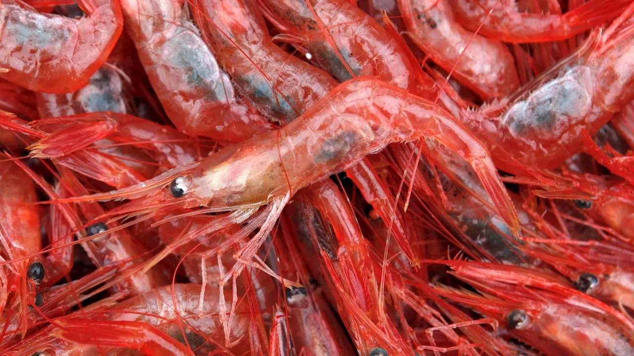 Small winter catch set for New England's long-closed shrimp industry