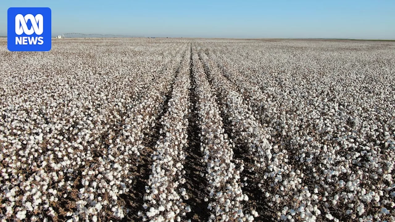 Cotton Industry Blossoms in Outback Queensland