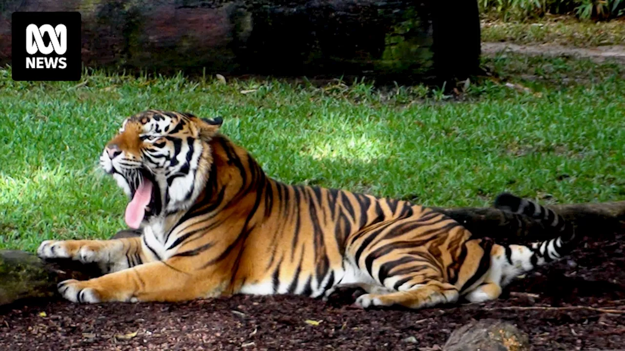 Dreamworld set to end all human interactions with tigers