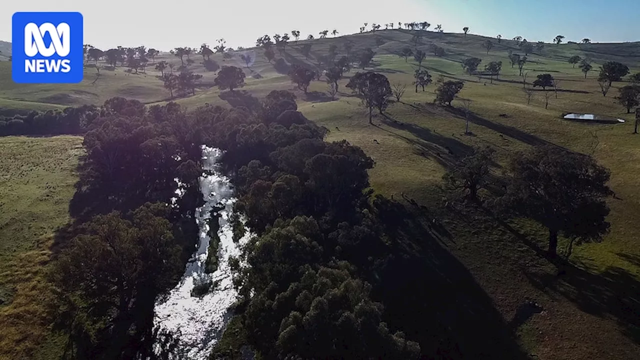 Forever Chemical PFOS Found in NSW River Carp