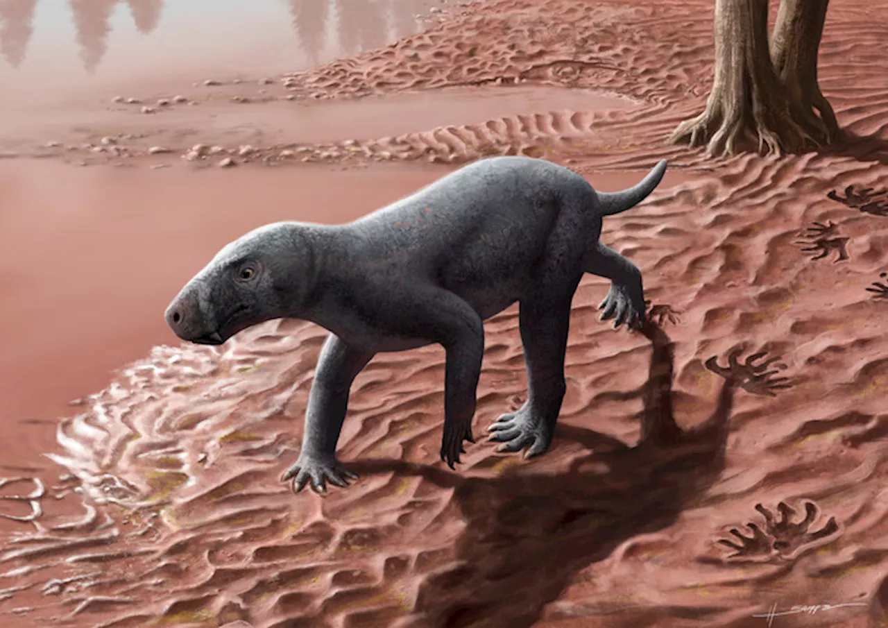 ANCESTRO DEI MAMmIFERI: FOSSILE DI 270 MILIONI DI ANNI TROVATO A MAIORCA