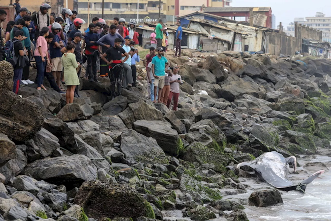 Un globicefalo arenato su una spiaggia di Colombo