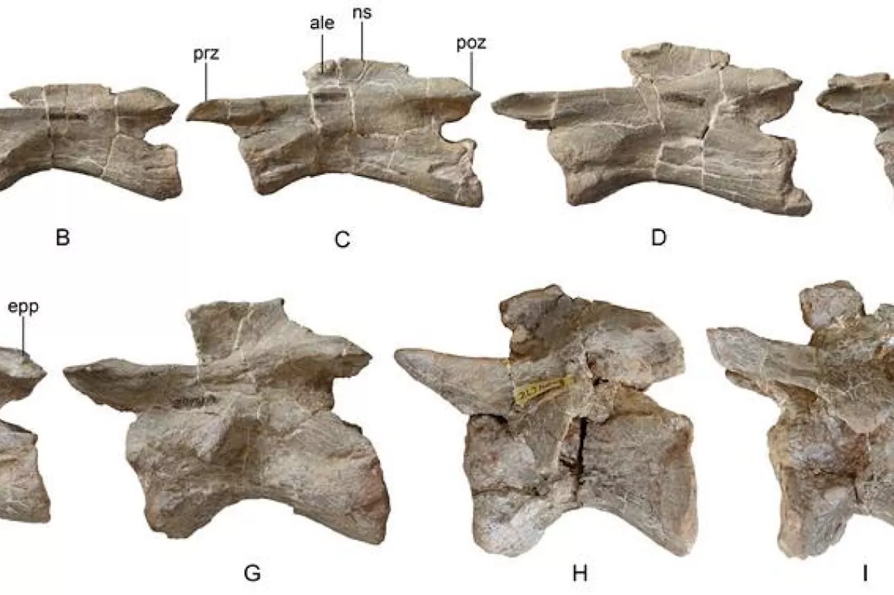 Fosil Dinosaurus Baru Ditemukan di China