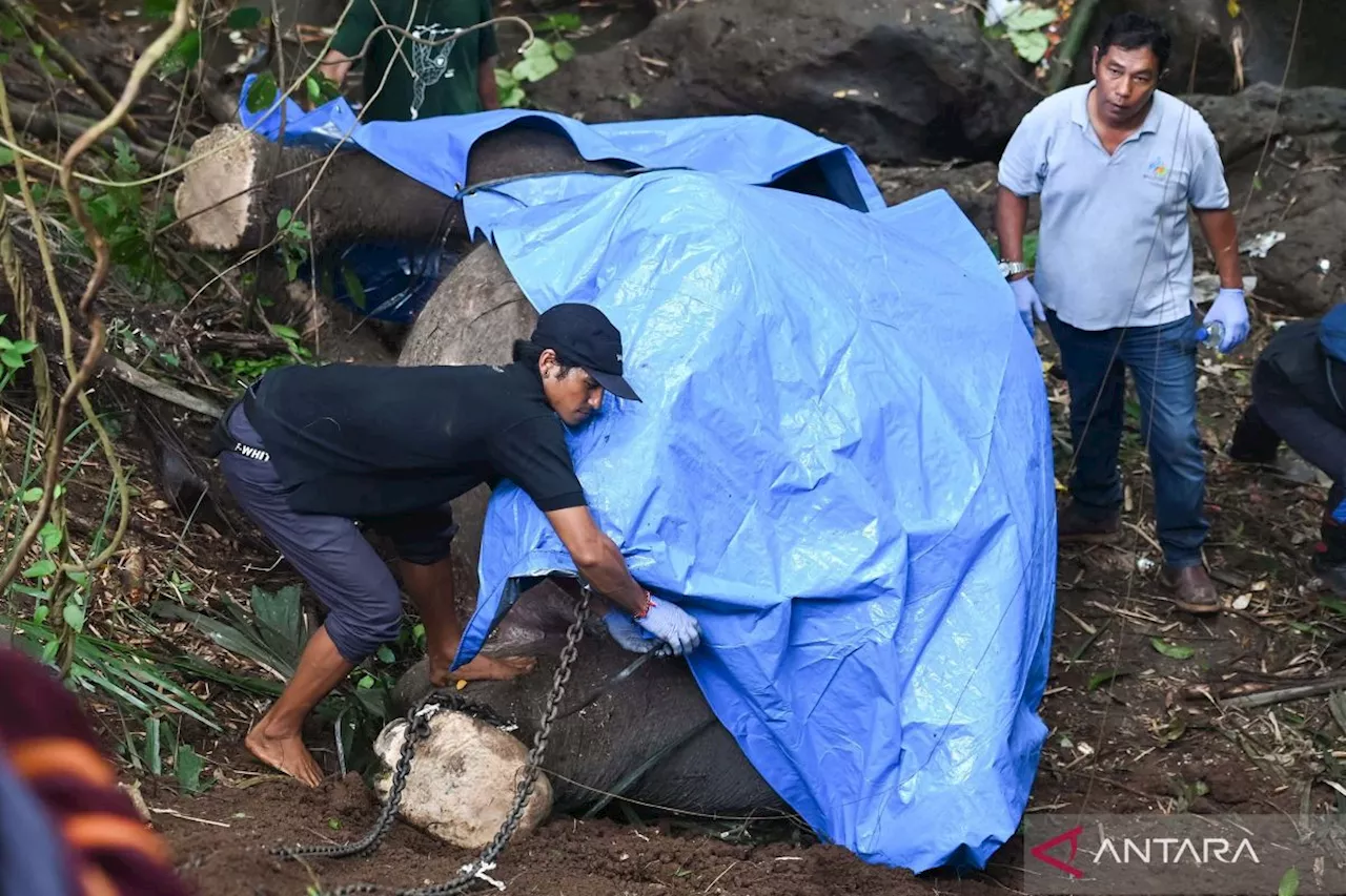 Gajah Bali Zoo Molly Meninggal Terseret Arus Sungai