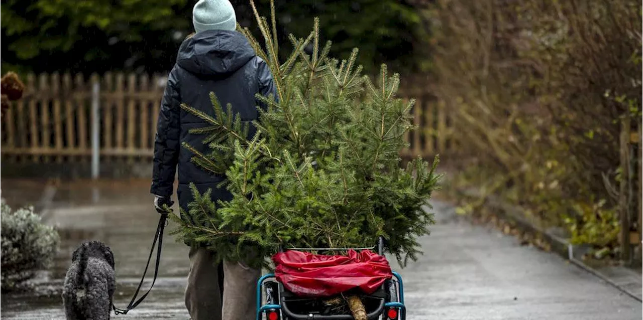 Wetter Schweiz: Keine weissen Weihnachten im Flachland