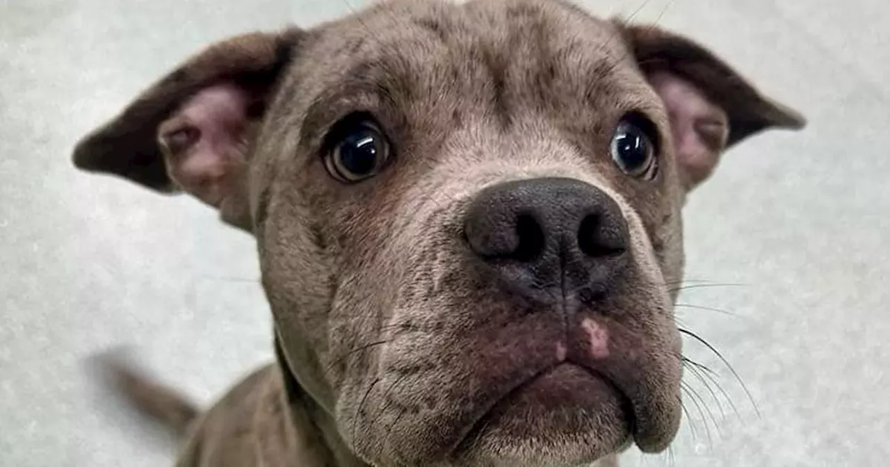 Puppy Max Faces Euthanasia Spark Outrage in Northern Ireland