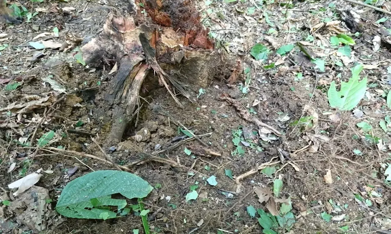 Ejército destruyó campo minado del Clan del Golfo en zona rural de Cáceres, Antioquia