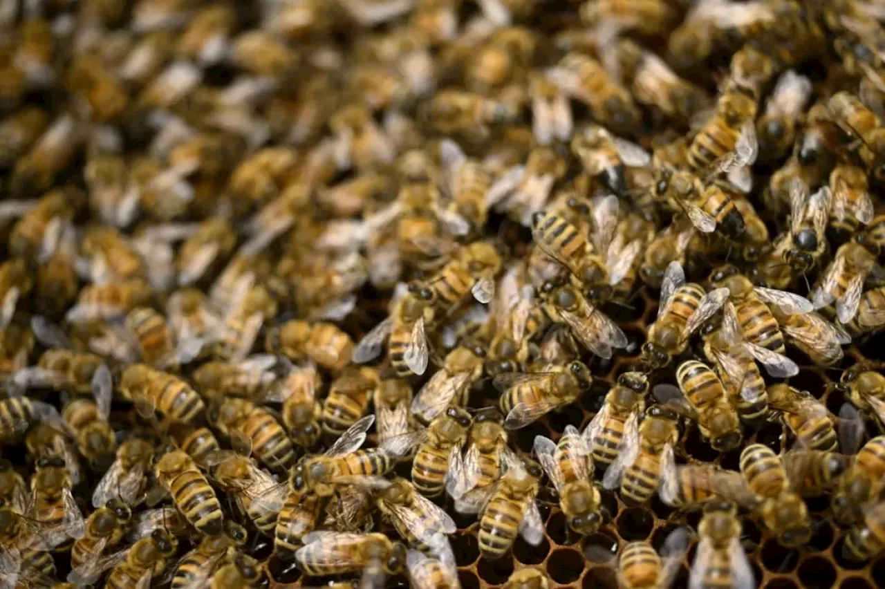 Murió hombre tras ser picado por más de 200 abejas en un corregimiento de Medellín