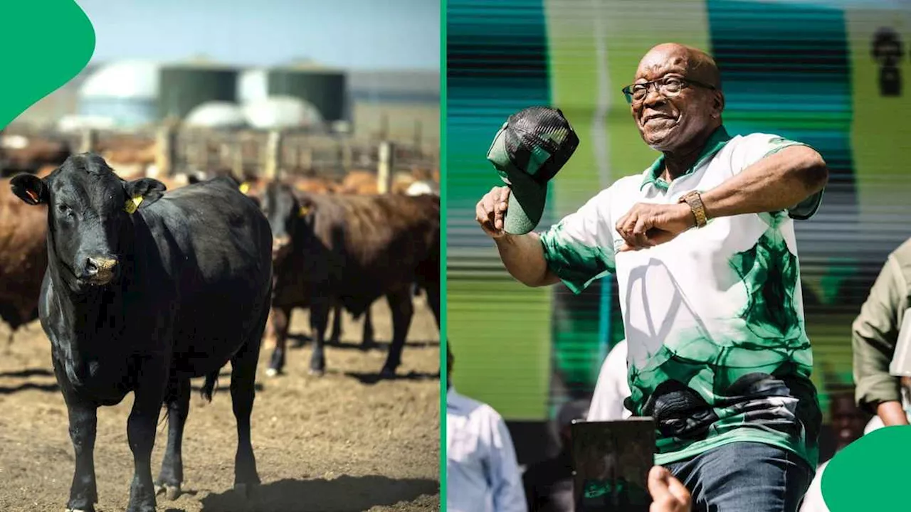 Zuma Vows to Sell Cattle to Fund International Court Challenge Over Election Results