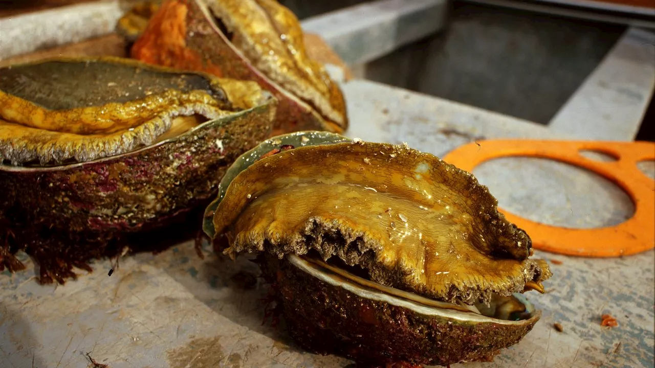 Chinese National's Appeal Against Abalone-Related Bail Cancellation Denied