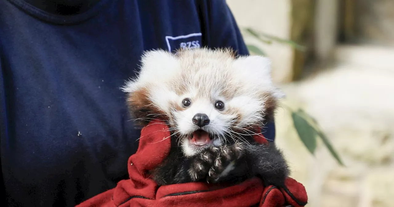 Edinburgh Zoo Red Panda Death Sparks Fireworks Plea