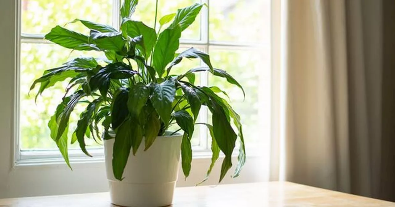 Houseplants Can Help Combat Mould and Condensation