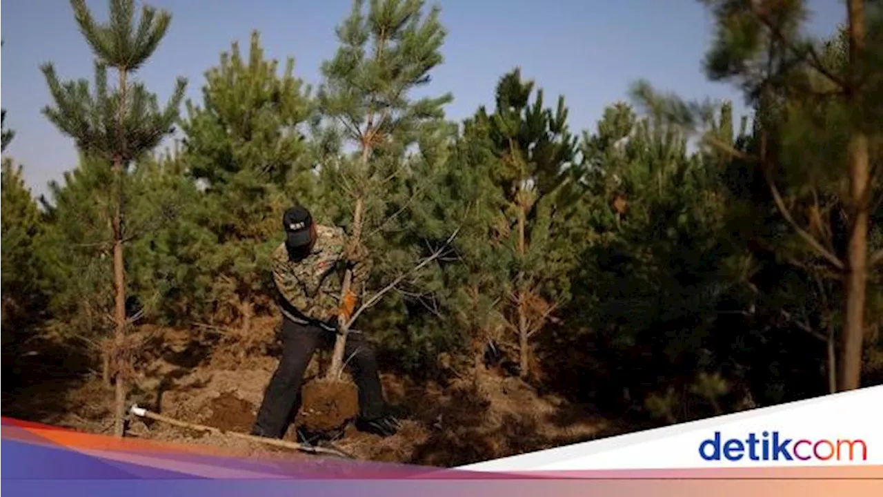 Mengapa Pohon di Gurun Bisa Bertahan pada Suhu Ekstrem? Ini Alasannya