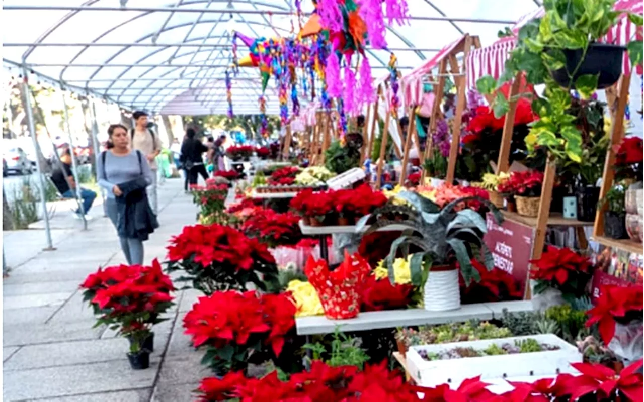 Navidad y plagas; ¿cuáles son las plantas navideñas y adornos que pueden atraer algunos insectos?