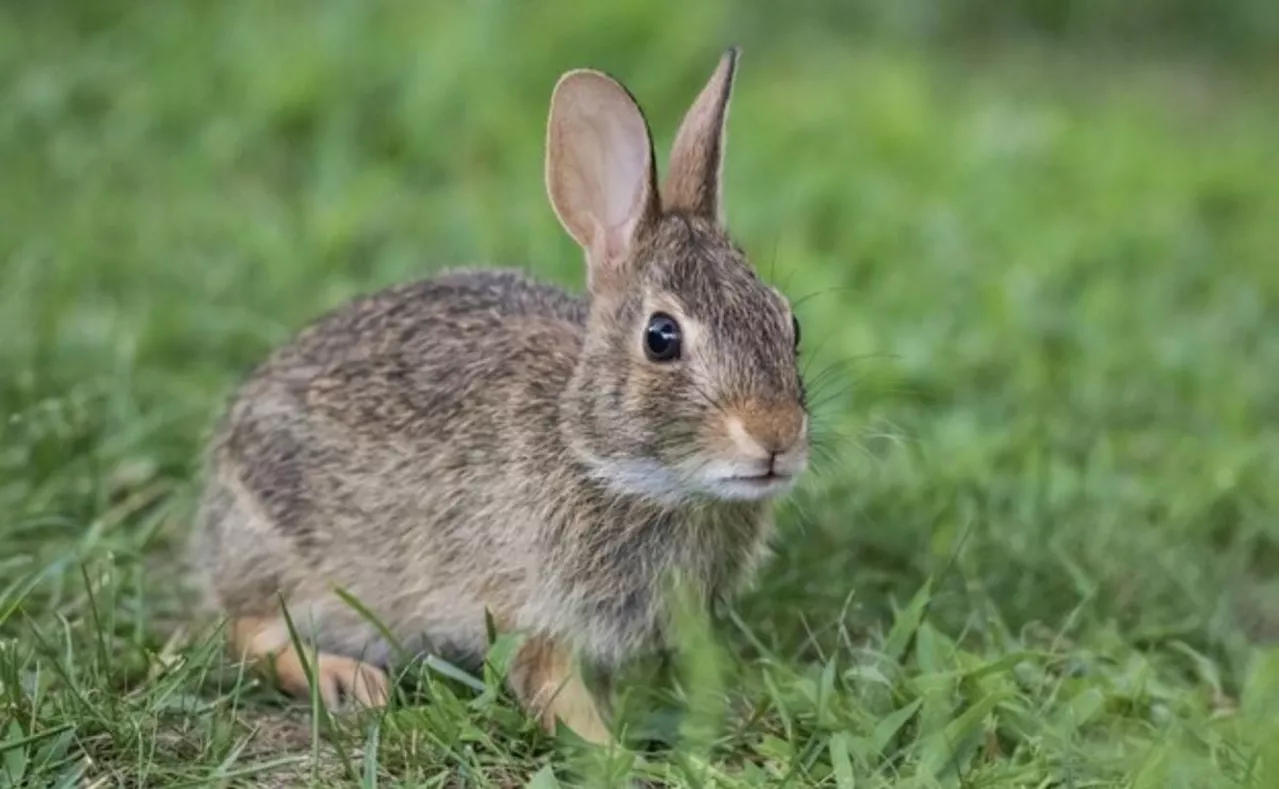 Nombres originales para conejos, según adiestradora canina; ¿cuál es el mejor para tu mascota?