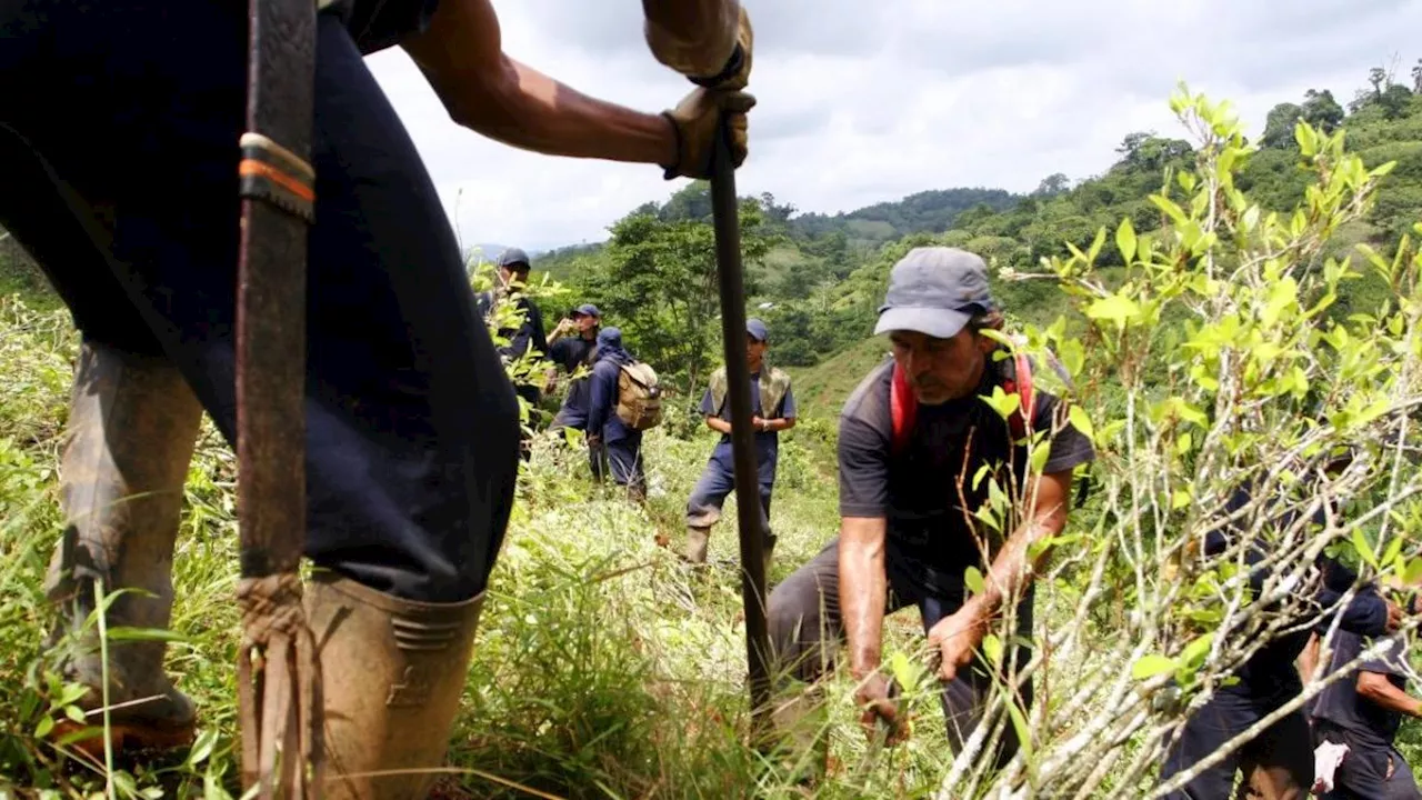 Colombia avanza en erradicación forzada de coca