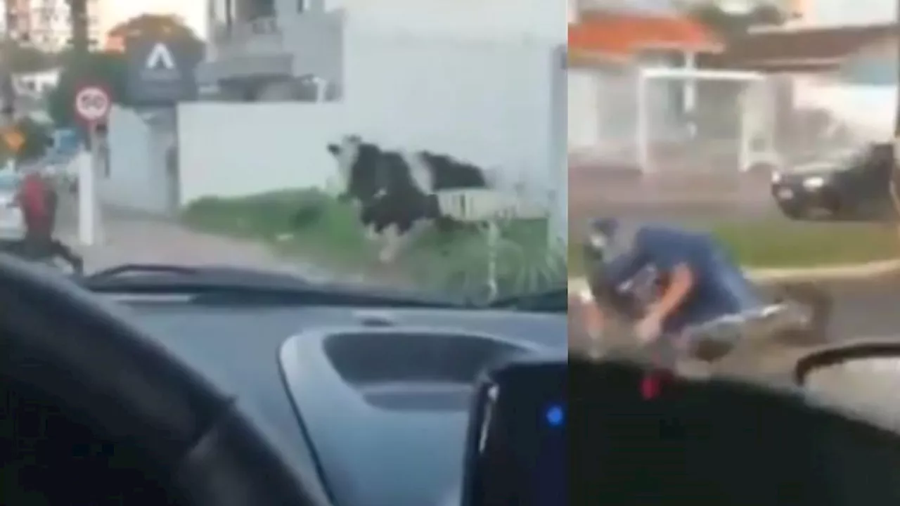 Video muestra cómo una vaca atropella a un motociclista y causa un accidente