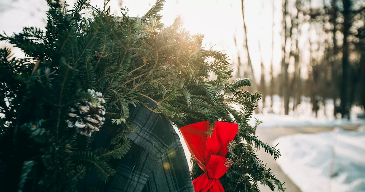 Come smaltire correttamente i rifiuti di Natale