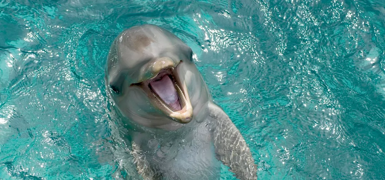 Dolphin Play Reveals Surprising Social Bonds