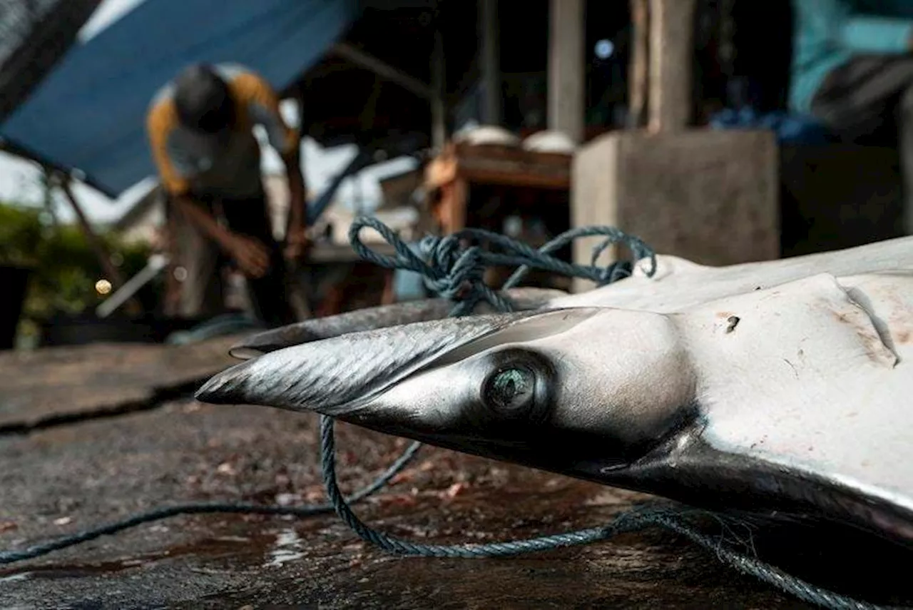 Global Exploitation Threatens Iconic Manta and Devil Rays