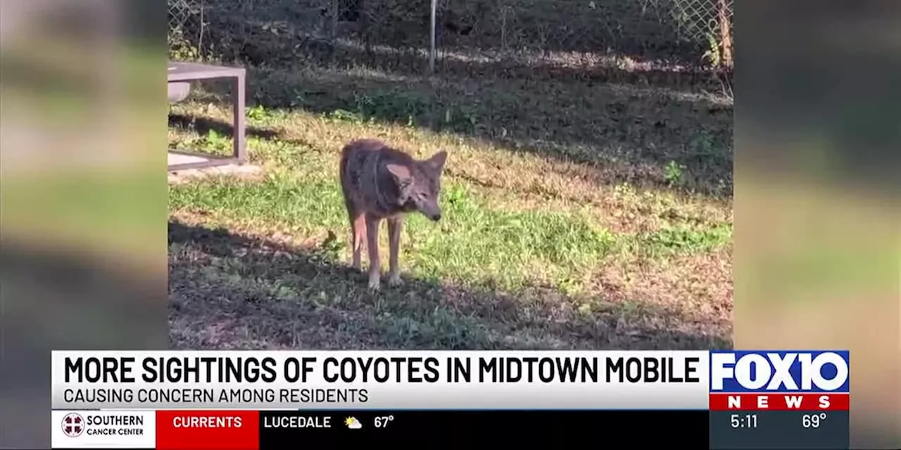 ‘That’s definitely not a dog’: Coyotes spotted in Mobile