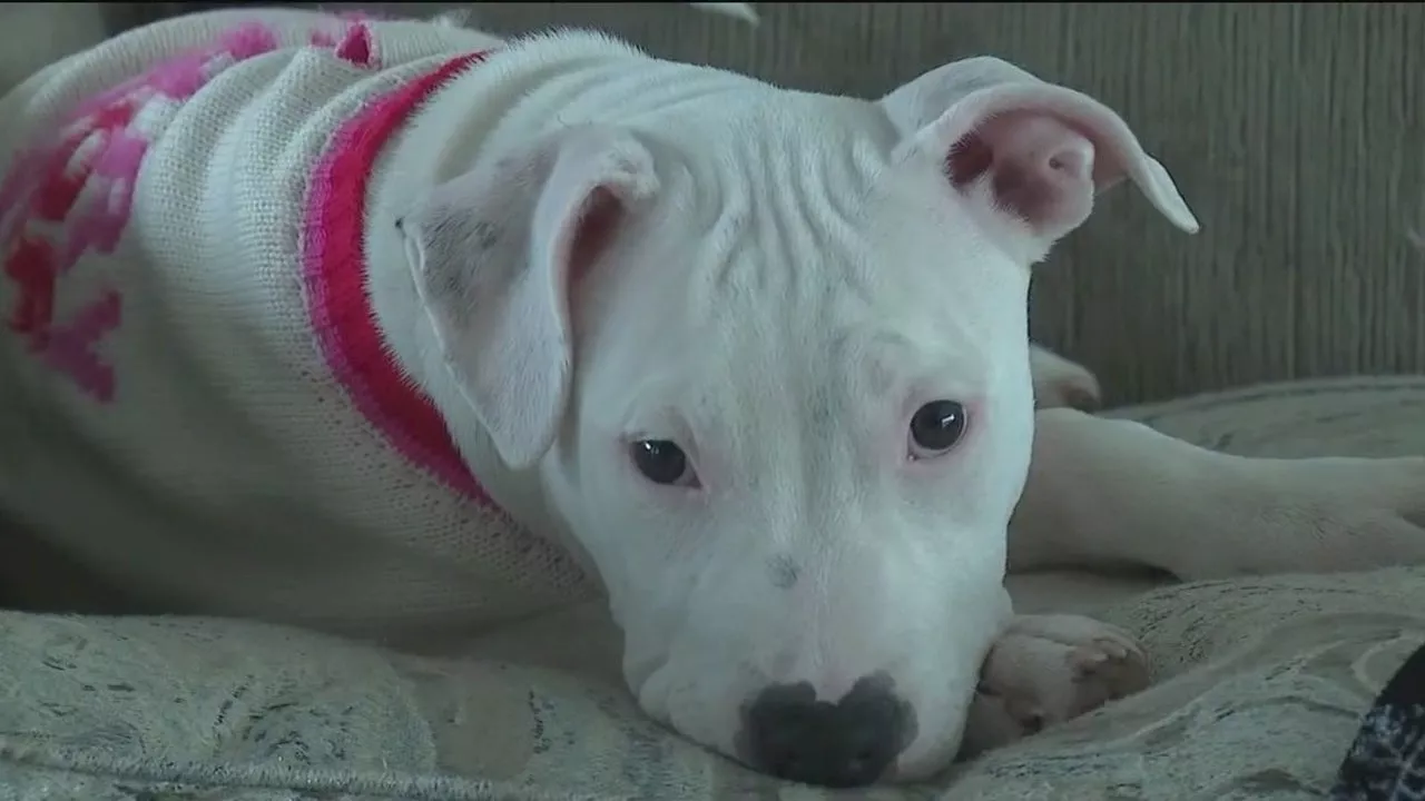 Abused pup looks for forever home after siblings find families