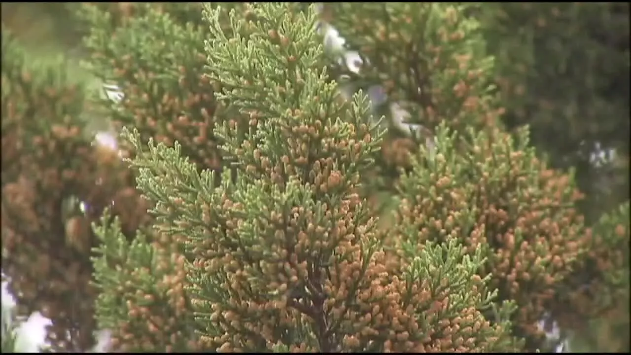 Cedar Fever Season Peaks in Texas