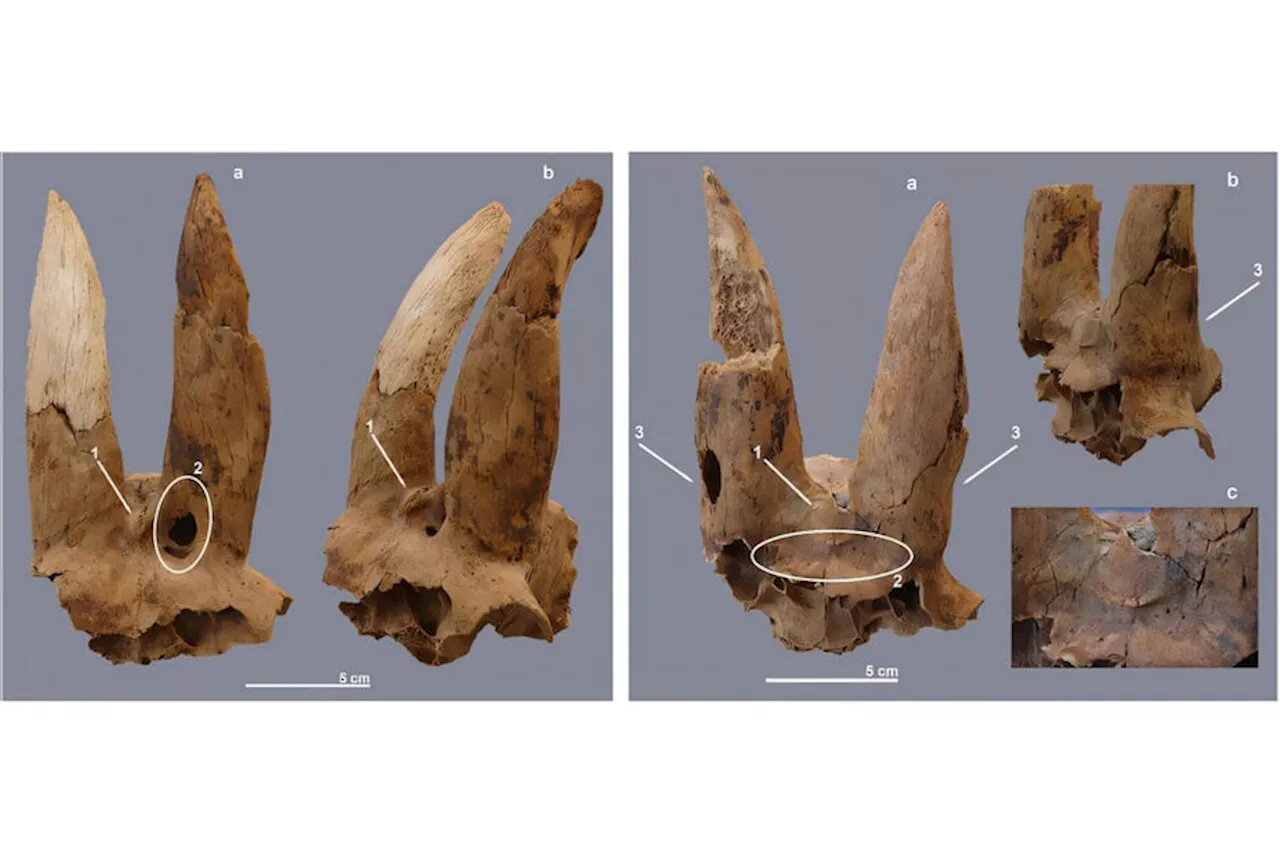 Древнейшие свидетельства модификации рогов у домашнего скота найдены в Египте