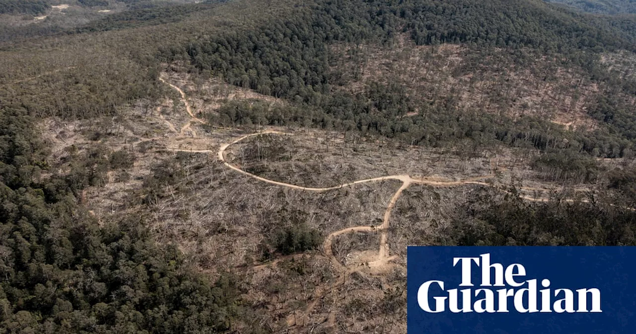 Taxpayers Fund Losses in NSW Native Timber Harvesting