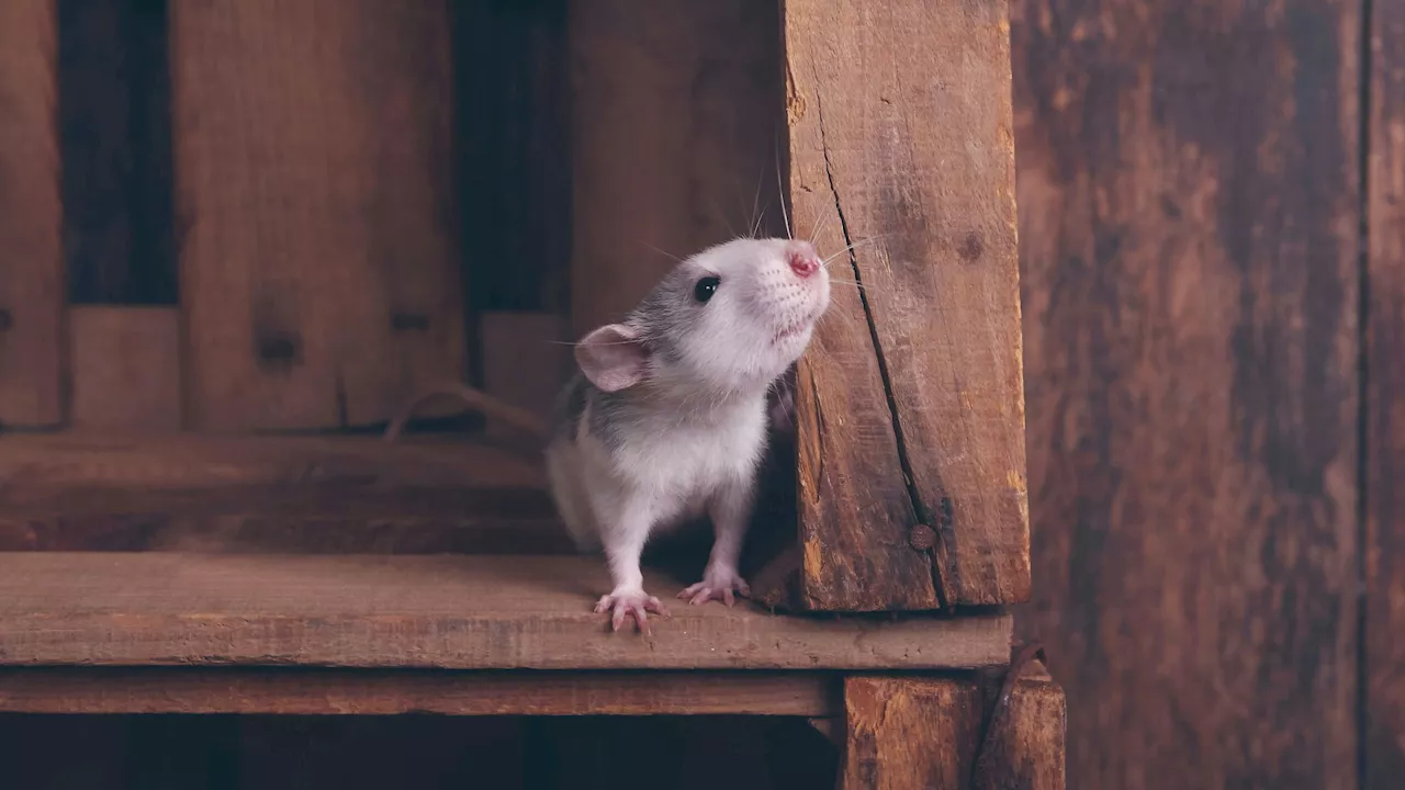  Dieses Tierchen hat verstanden, worum es im Leben geht