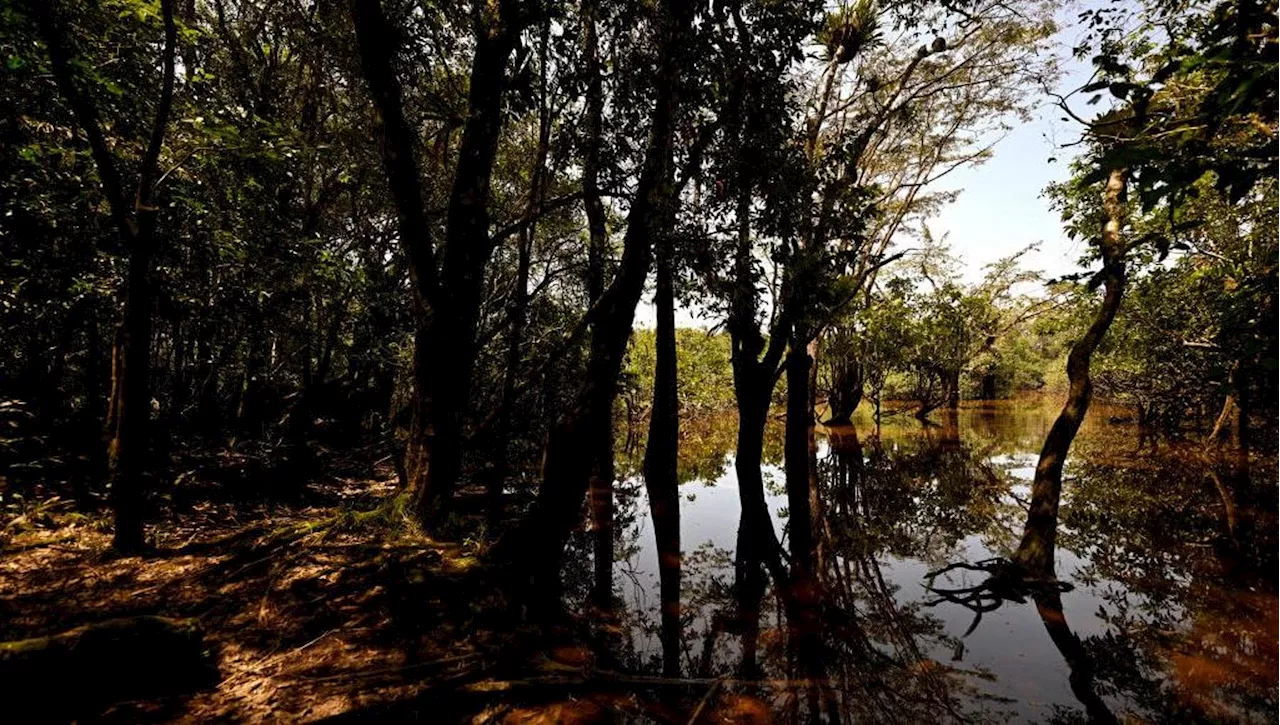 Delle foreste pluviali abitate da animali vertebrati solo il 25% è davvero integro