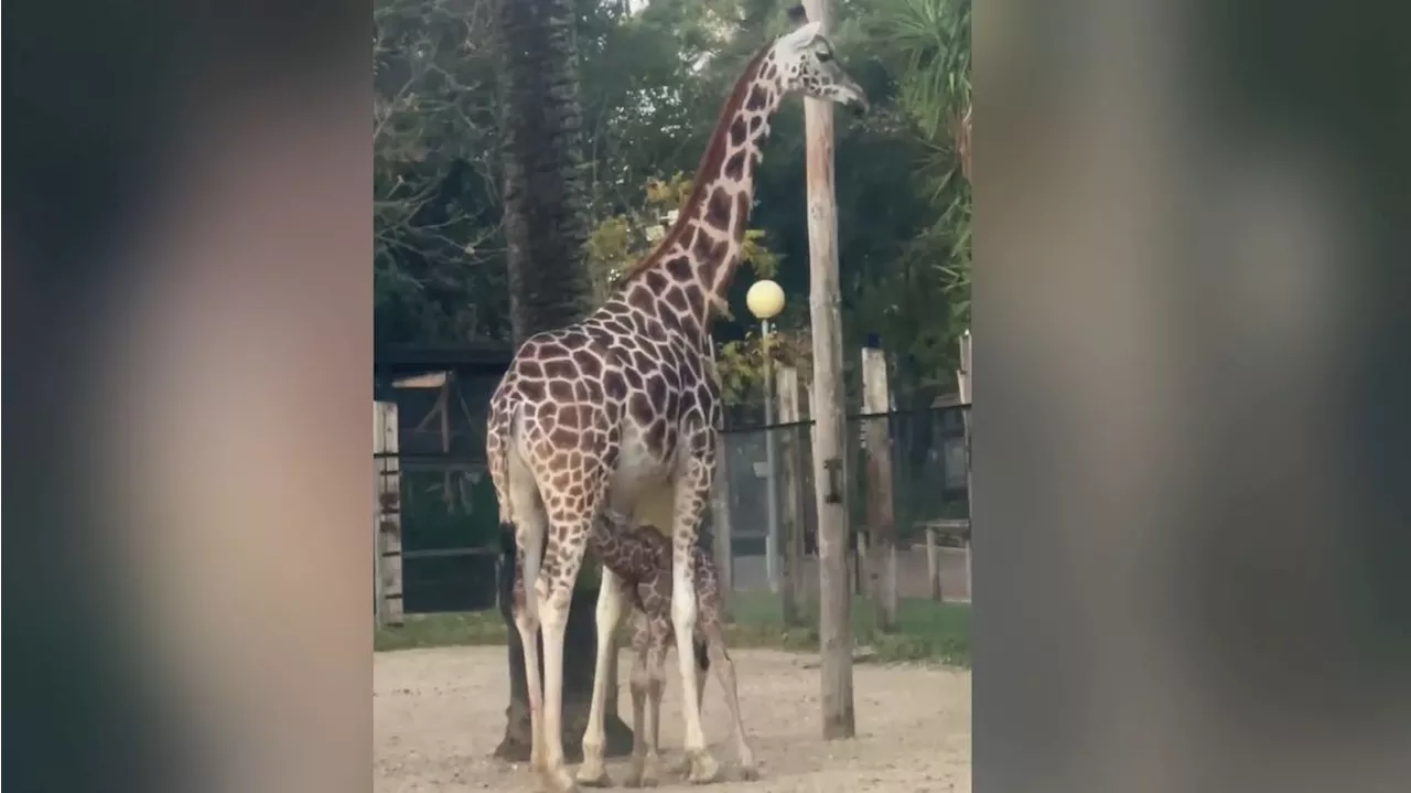 La jirafa 'Castilla' vuelve a ser madre en el Zoobotánico de Jerez