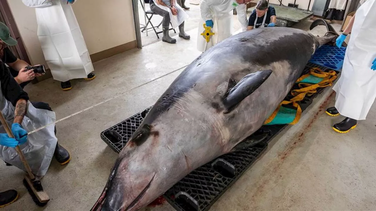 Scientists Dissect First-Ever Spade-Toothed Whale