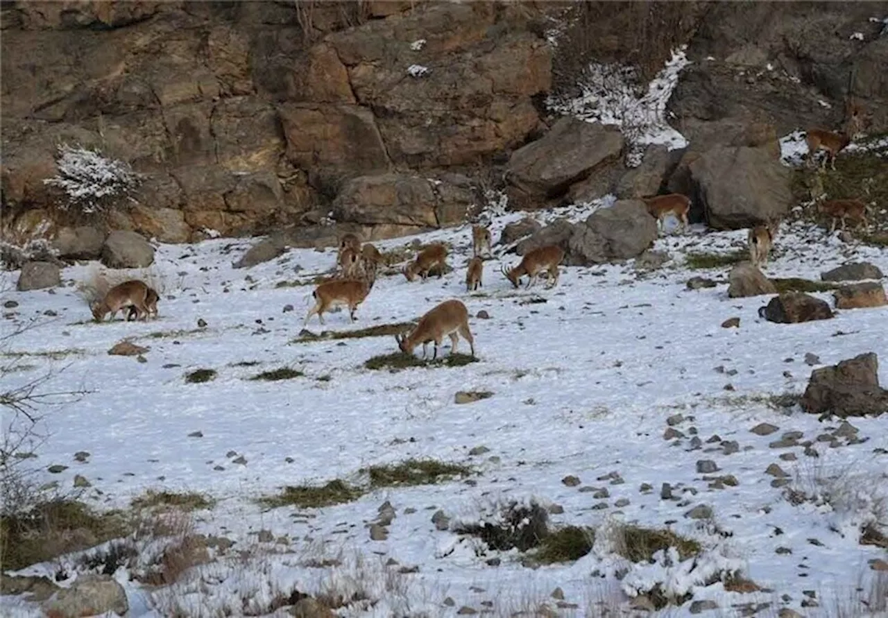 ذخیره سازی ۳۵ تن علوفه زمستانی برای حیات وحش خراسان جنوبی