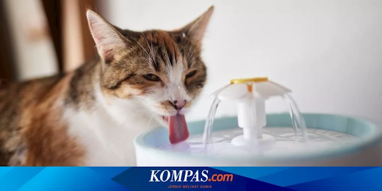 Ketahui, Ini Kebutuhan Minum Kucing Setiap Harinya agar Tetap Sehat