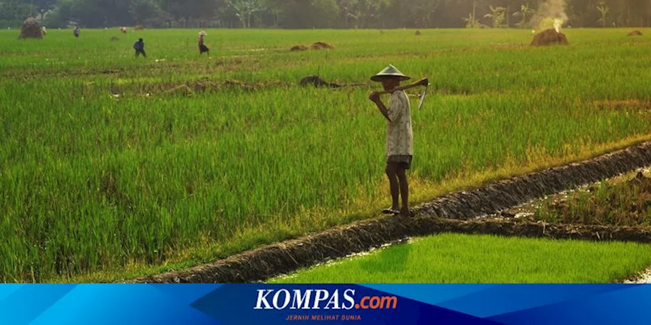 Tiap Tahun, 150 Hektar Sawah Tergerus Pembangunan