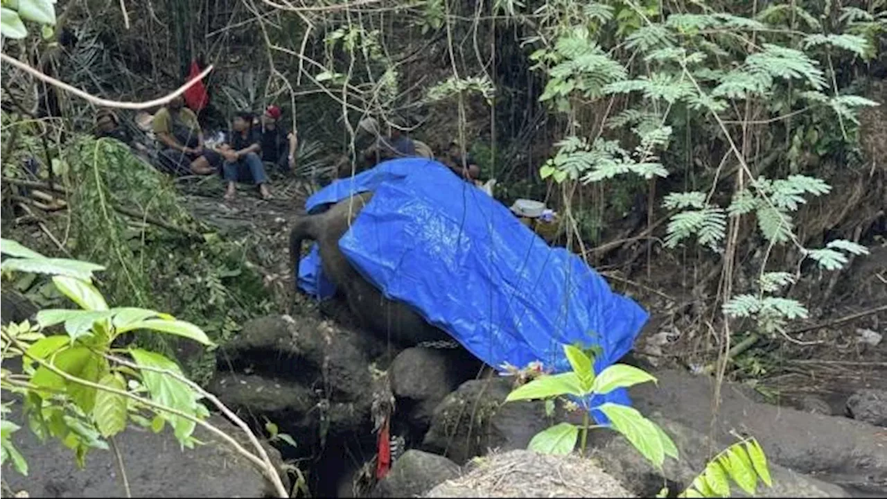 Gajah Sumatra Molly Ditemukan Mati di Bali