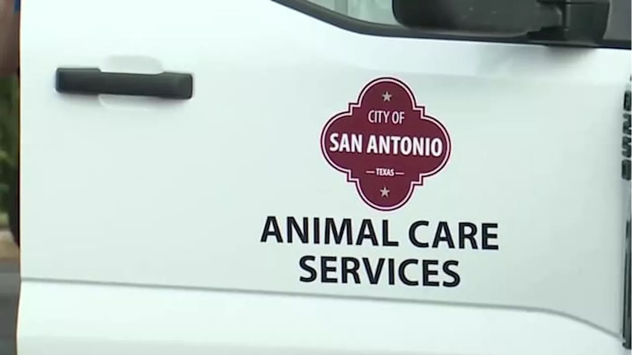 Recent dog attack rises to 7 cases in Bexar County this year