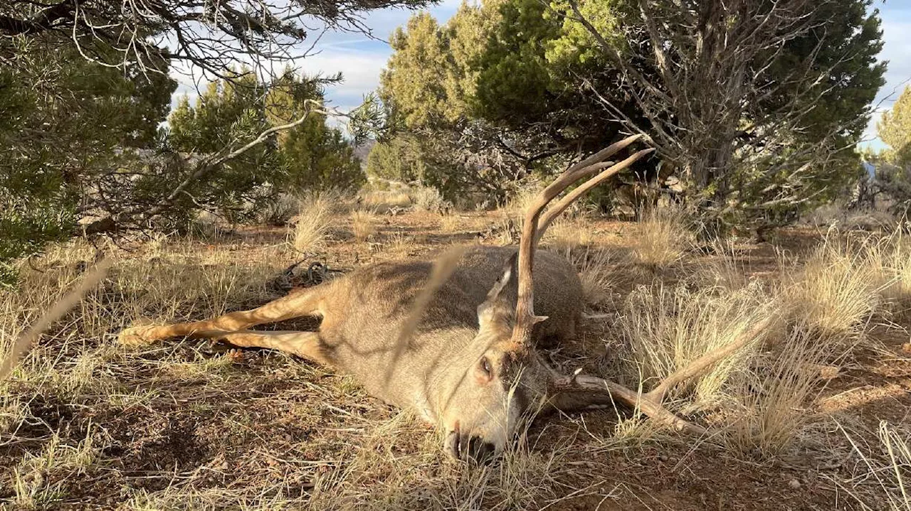 Utah Wildlife Officials Investigate Deer Poaching Cases