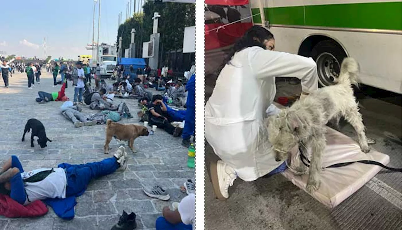 Más de 70 perros fueron rescatados y atendidos durante los festejos guadalupanos