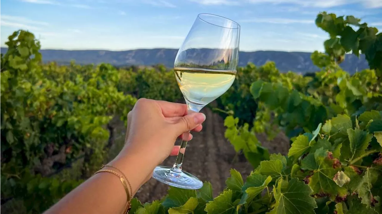 Luberon : Le vignoble face aux défis du futur