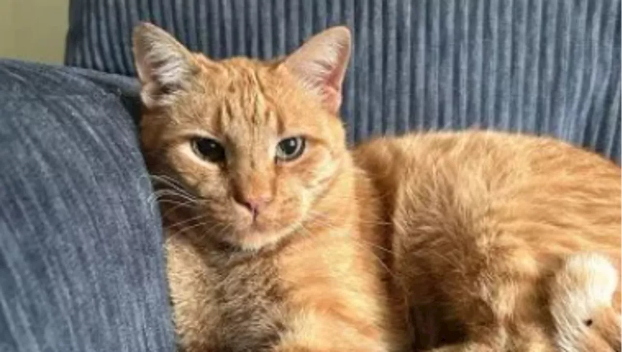 Clyde, il gatto che ha cambiato casa senza avvisare